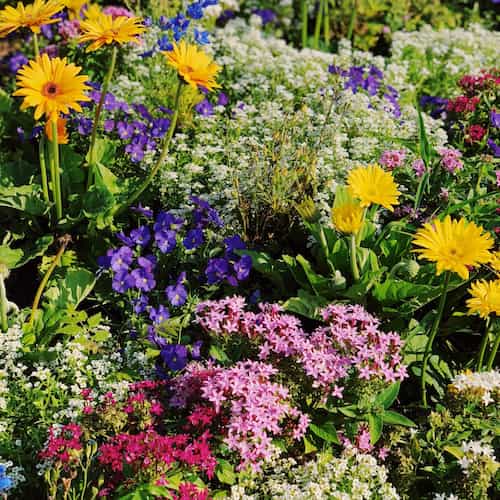 Virtuální návrhy zahrad